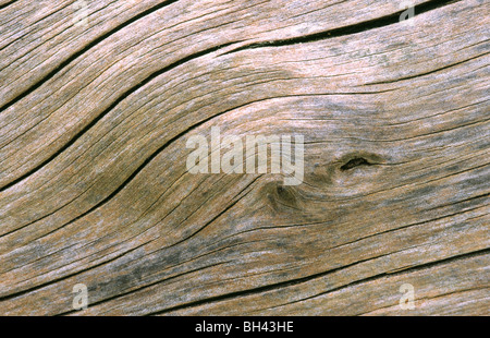 Close up immagine astratta di una sezione di legno morto che mostra la struttura del modello. Foto Stock