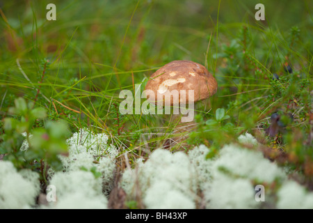 Leccinum crescente tra erba e muschio settentrionale Foto Stock