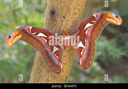 Atlas moth (Attacus atlas) femmina a riposo con ali aperte sulla boccola. Foto Stock