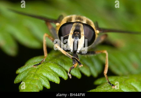 Hover fly (Helophilus pendulus) il viso e gli occhi. Foto Stock