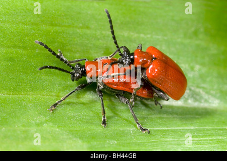 Coleotteri (Lilocerus lilii) coniugata sulla foglia di giglio in giardino. Foto Stock