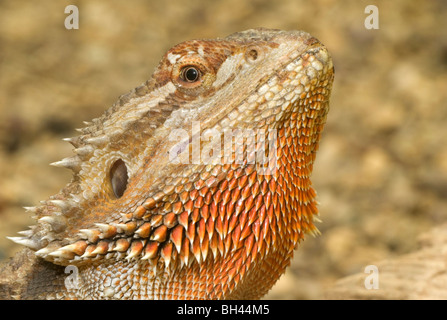 Drago barbuto (Pogona vitticeps) vicino fino alla testa. Foto Stock