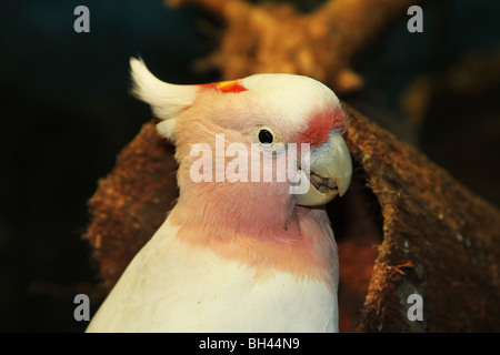 BT-204D, LEADBEATER la Cockatoo close-up Foto Stock