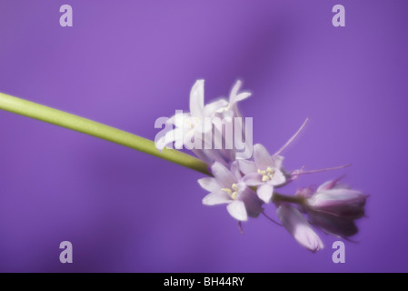 Bluebells (Hyacinthoides non scripta) rosa varietà con atmosfera romantica contro lo sfondo di colore viola. Foto Stock