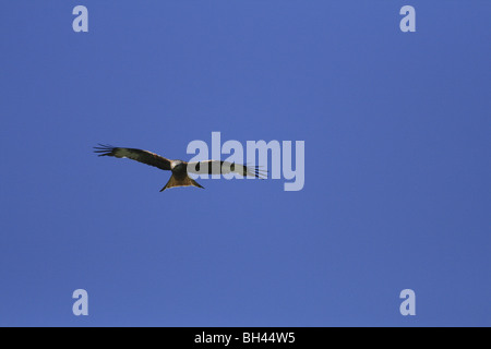 Nibbio reale (Milvus milvus) nel cielo la caccia su Campi sulla Black Isle Foto Stock