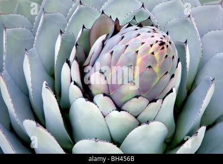 Aloe close up. Big Sur Costa, California Foto Stock