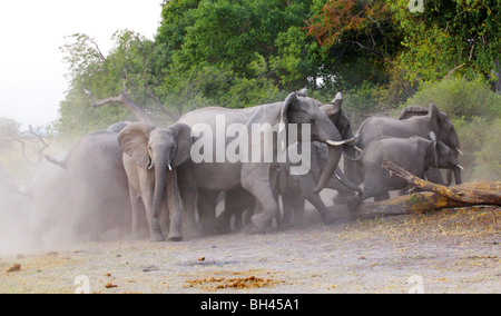 Stampeding mandria di bush africano Elefante africano (Loxodonta africana). Foto Stock