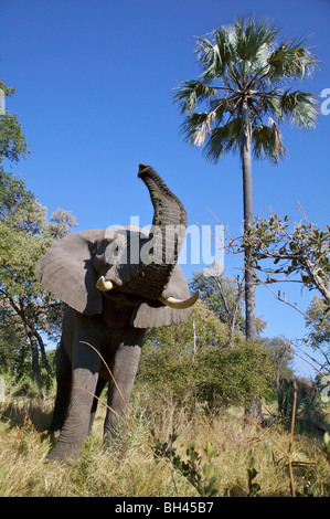 Bush africano Elefante africano (Loxodonta africana) trunk di sollevamento. Foto Stock