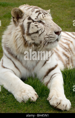 Tigre bianca del Bengala (Panthera tigris tigris). In prossimità del maschio nel profilo che mostra grande testa e zampe. Foto Stock