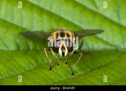 Passare il puntatore del mouse-fly (Helophilus pendulus) prendere il sole sulle foglie nel bosco. Foto Stock
