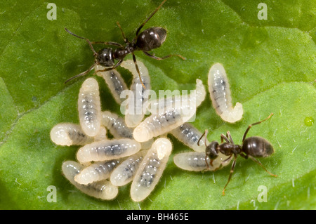 Nero Garden formiche ( Lasius niger). Portando le larve sul marciume vegetazione in un compost bin in giardino. Foto Stock