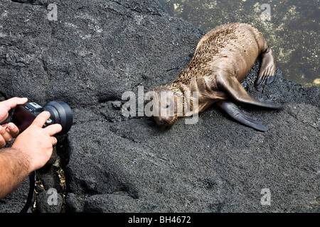 Un visitatore scatta una foto di un posticipo Galapagos pelliccia sigillo pup Arctocephalus galapagoe Santiago Island Isole Galapagos Ecuador Foto Stock