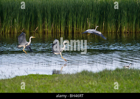 Airone cenerino montage (Ardea cinerea) con avocetta (Recurvirostra avosetta) in primo piano. Foto Stock