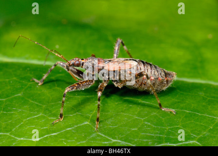 Tree fanciulla bug (Himacerus apterus). Adulto su foglie di bosco. Foto Stock