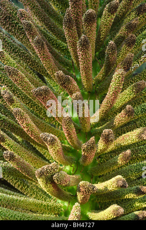 (Gunnera Gunnera manicata). Close up immagine astratta di seme head mostra pattern e texture. Foto Stock