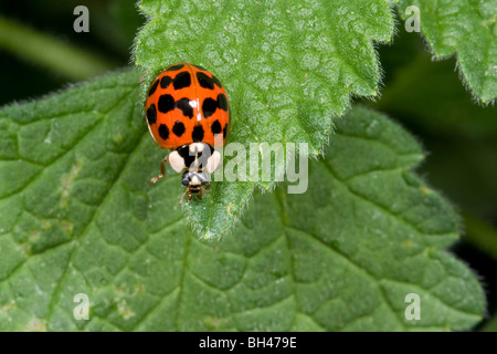 Harlequin ladybird (Harmonia axyridis). Adulto su foglie di bosco. Foto Stock