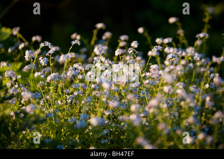 Dimenticare me not (myosotis scorpioides) in Norfolk giardino in primavera. Foto Stock