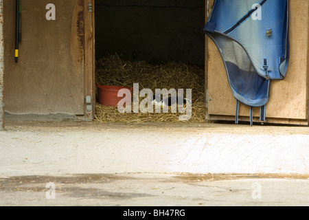 Cat in appoggio a cavallo stabile. Foto Stock