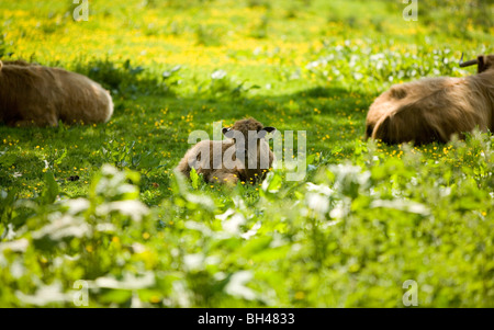 Vacche e vitelli che stabilisce in buttercup meadow. Foto Stock