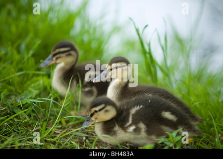 Tre piccoli anatroccoli a Bawburgh fiume in primavera. Foto Stock