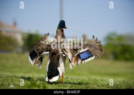 Maschio di Mallard duck scuotendo via acqua a Bawburgh fiume in primavera. Foto Stock