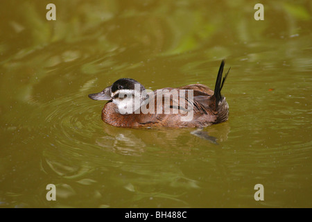 Bianco-Anatra con testa femmina adulta Foto Stock