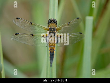 Quattro-spotted chaser (Libellula quadrimaculata) a riposo nel sottobosco. Foto Stock