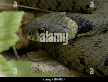 Biscia dal collare (Natrix helvetica) ensoleillement stesso dopo la mattina presto emergere. Foto Stock