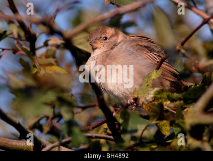 Casa passero (Passer domesticus) godendo di autunno caldo sole. Foto Stock