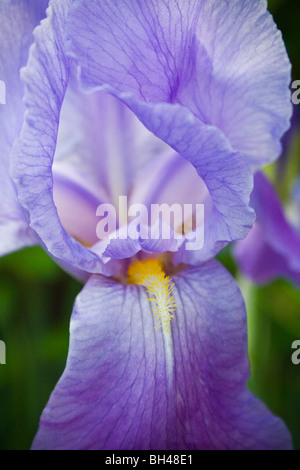 Flowerhead delicato del barbuto iris (Iris germanica) in primavera. Foto Stock