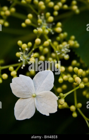 Tipo Lacecup flowerhead del climbing ortensia (Hydrangea petiolaris). Foto Stock