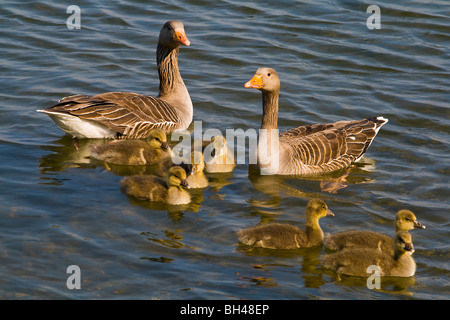 Grigio-lag goose (Anser anser). Chiudere l immagine della testa mostra occhio e becco dettaglio. Foto Stock