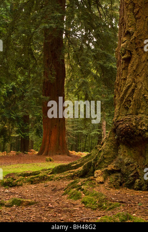 Bosco foresta di nuovo tronco di albero albero di sequoia sfondo. Foto Stock