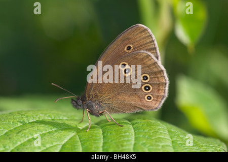 Ringlet butterfly (Aphantopus hyperantus) vista laterale (underwing). Foto Stock