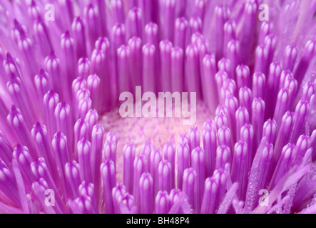 Musk thistle (Carduus nutans). Macro immagine astratta di centro del fiore che mostra complessa struttura. Foto Stock