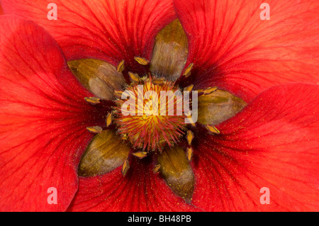 Potentilla 'Gibson scarlet'. Close up immagine astratta della struttura del centro di fiori. Foto Stock