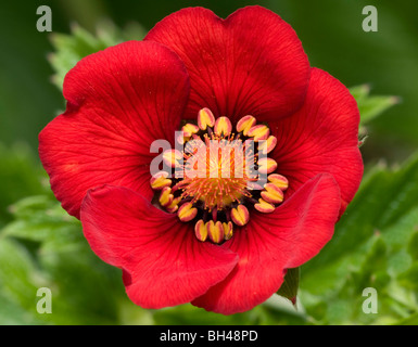 Potentilla 'Gibson scarlet'. Chiudere l immagine del fiore. Foto Stock