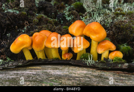 Ciuffo di zolfo fungo (Hypholoma fasciculare). Gruppo di giovani corpi fruttiferi crescente nella cricca in un marciume log in brughiera. Foto Stock