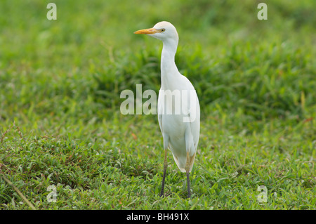 Airone guardabuoi (Bubulcus ibis) in piedi in un campo. Foto Stock