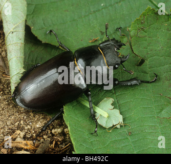 Femmina stag beetle (lucanus cervus) sulla figliata di foglia Foto Stock