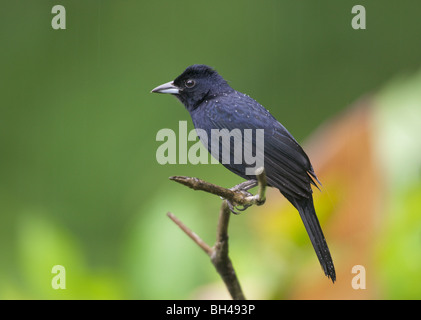 Bianco-rivestita tanager (Tachyphonus rufus) maschio appollaiato su un ramo. Foto Stock