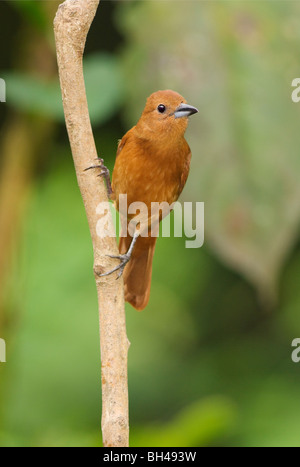 Bianco-rivestita tanager (Tachyphonus rufus) femmina appollaiato su un ramo. Foto Stock