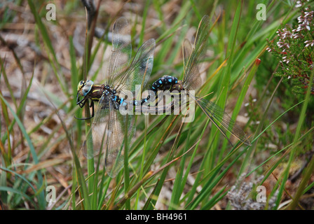 L'imperatore libellule (Anax imperator) coniugata di vegetazione. Foto Stock