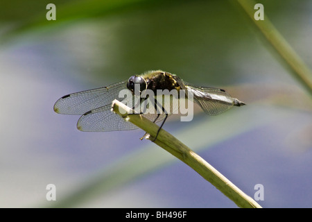 Scarsa chaser (Libellula fulva) dragonfly (Anisoptera) sulla fossa settica e Chelmer Canal. Foto Stock