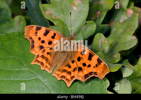 Virgola butterfly (Polygonia c-album). Close up di farfalla in appoggio con ante aperte in un legno di Norfolk in estate. Foto Stock
