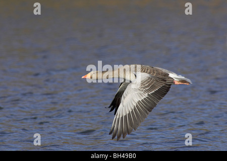 Graylag goose (Anser anser) in volo. Foto Stock