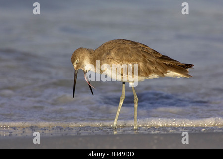 Willet (Catoptrophorus semipalmatus) su una spiaggia di Fort De Soto. Foto Stock