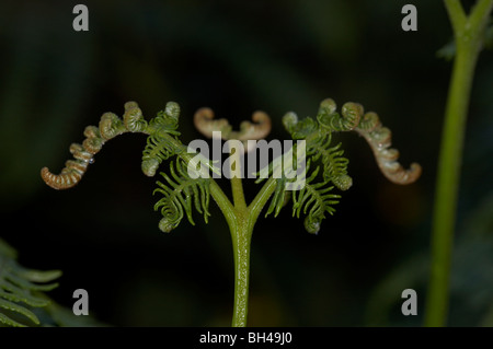 Bracken fern (Pteridium aqualinum) close-up. Foto Stock