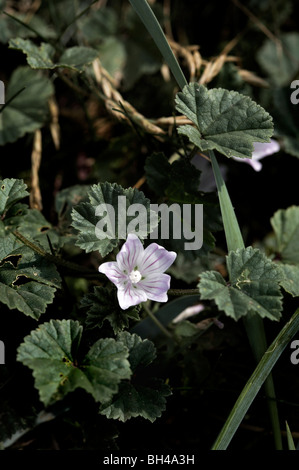 Nana (malva Malva neglecta). Foto Stock