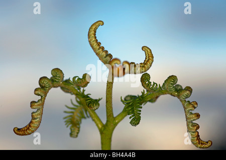 Close-up di bracken fern (Pteridium aqualinum) Foto Stock